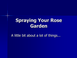 Spraying Your Rose Garden