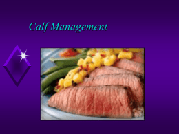 Calf Management - Faculty Website Listing