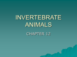 INVERTEBRATE ANIMALS - Charlie Walker Middle School