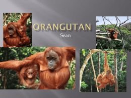 Orangutan - Mrs. Paolucci's Library Tech Page