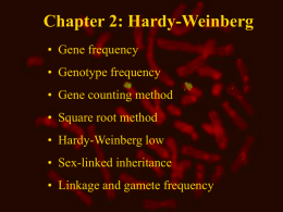 Hardy-Weinberg loven for genfrekvens stabilitet i store
