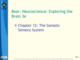 Ch 12 - The Somatic Sensory System