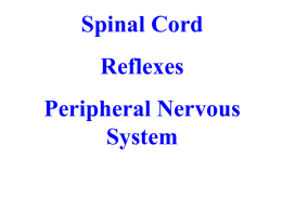 Chapter 13 Spinal Cord