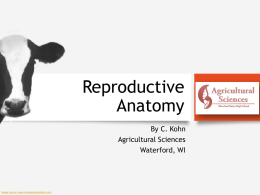 Reproductive Anatomy