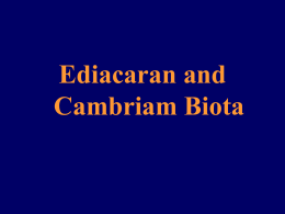 PowerPoint Presentation - Ediacaran and Cambriam Biota