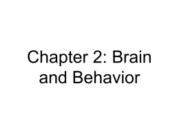 Chapter 2: Brain and Behavior