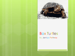 Box Turtles - Schoolwires
