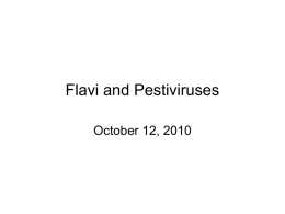 Flaviviridae - Webpages - Individual Webpages on Homepage