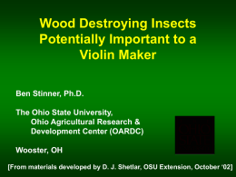 Wood Destroying Insects - The Ohio State University
