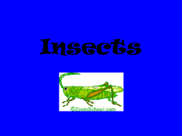 Insects - Pi Beta Phi Elementary