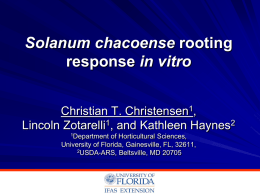 Solanum chacoense rooting response in vitro
