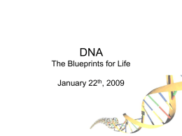 DNA and RNA - Animo Venice Biology