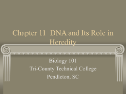 Chapter 11 DNA and Its Role in Heredity