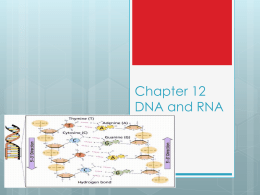 Chapter 12 DNA and RNA - Lincoln Park High School