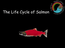 The Life Cycle of Salmon - American Geosciences Institute