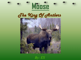 Moose Adaptations - Mrs. Coupe's Scoop