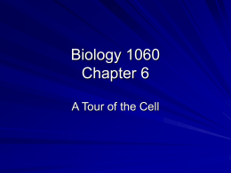 Biology 1060 Chapter 6 - College of Southern Maryland