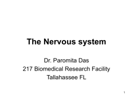 The Neuron - Florida State University