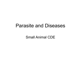 Parasite and Diseases