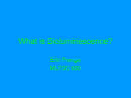 Why Bioluminescence? - Fat Tuesday Productions