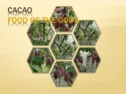 CACAO FOOD OF THE GODS - Municipality of Matag-ob