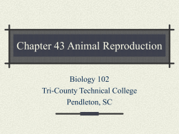 Chapter 43 Animal Reproduction