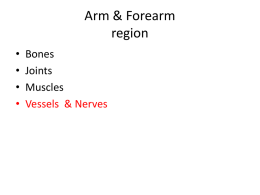 Arm & Forearm region