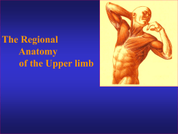 The Regional Anatomy of the Upper limb