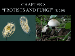 CHAPTER 9 “PROTISTS AND FUNGI” (P. 230)