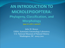 AN INTRODUCTION TO MICROLEPIDOPTERA