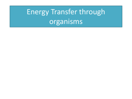 Energy Transfer through organisms