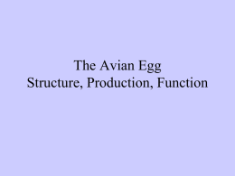 The Avian Egg Structure, Production, Function