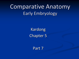 Comparative Anatomy Early Embryo