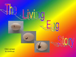 The Living Egg Story - Living Eggs Living Eggs