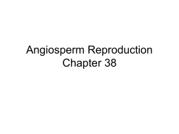 Angiosperm Reproduction Chapter 38