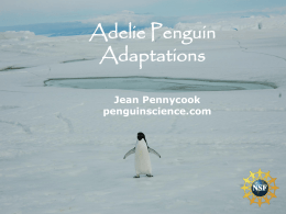 Penguin Adaptations , This is a Harsh Continent.
