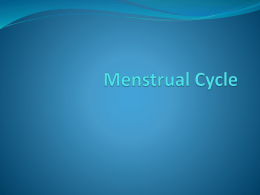 Menstrual Cycle - Westinghouse College Prep