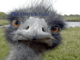 The Ostrich Farm - Bilkent University