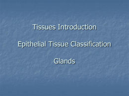 Epithelial Tissue - Foothill Technology High School