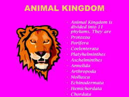 ANIMAL KINGDOM