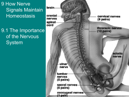 9.1: The Importance of the Nervous System