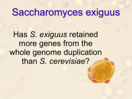 Saccharomyces exiguus