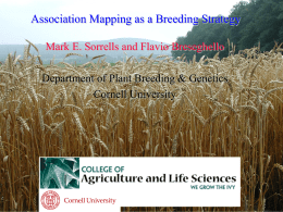 Association Mapping in Wheat Flavio Breseghello Advisor