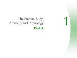 Chapter 1: Human Body - Essex County College