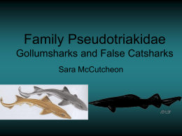 Family Pseudotriakidae False Catsharks and Gollumsharks