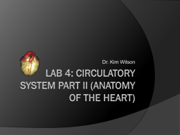 Lab 4: Circulatory System Part II (Anatomy of the Heart)