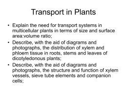 Xylem and Phloem - Mrs Miller's Blog | Science Revision