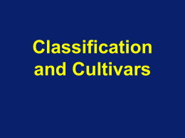 Classification of Subtropicals