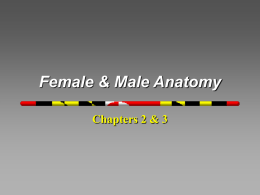 Female & Male Anatomy