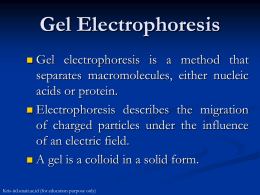 Gel Electrophoresis - Institute of Tropical Disease